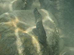 Sicyopterus japonicus