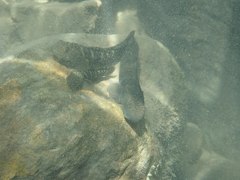 Sicyopterus japonicus