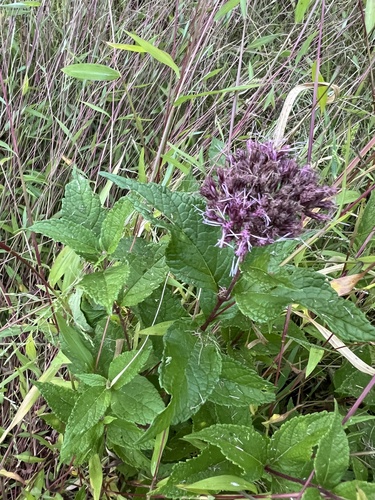 Image of Coastal Plain Joe-Pye Weed (Eutrochium dubium) by no rights reserved