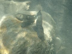 Sicyopterus japonicus