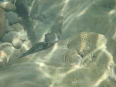 Sicyopterus japonicus