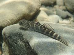 Sicyopterus japonicus
