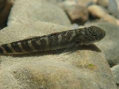 Sicyopterus japonicus