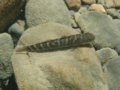 Sicyopterus japonicus