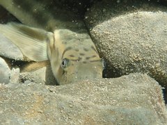 Sicyopterus japonicus