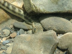 Sicyopterus japonicus