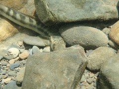 Sicyopterus japonicus