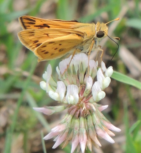 Fiery Skipper, photo 8 of 8