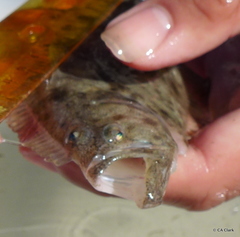 Paralichthys californicus