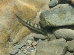 Sicyopterus japonicus