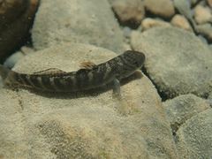 Sicyopterus japonicus