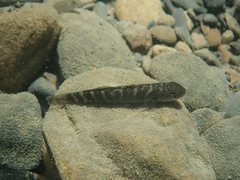 Sicyopterus japonicus