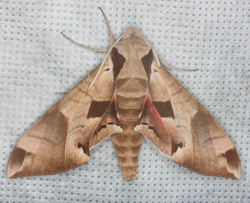 Eumorpha achemon
