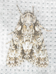 Acronicta marmorata