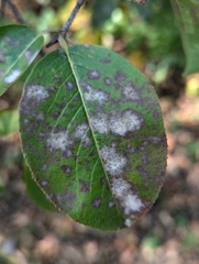 - (Erysiphe spp)