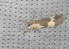 Cisthene faustinula