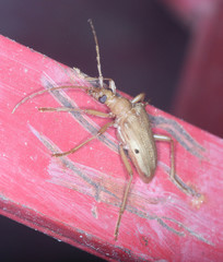 Centrodera
