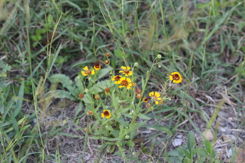 Image of Helenium elegans by (c) Brooke Smith, some rights reserved (CC BY)