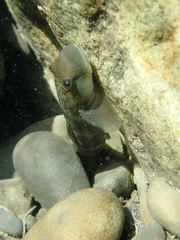 Sicyopterus japonicus
