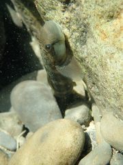 Sicyopterus japonicus