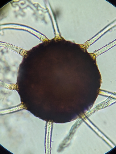 Erysiphe viburni