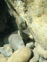 Sicyopterus japonicus