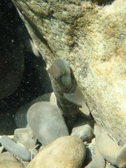 Sicyopterus japonicus