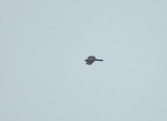Accipiter bicolor