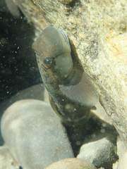 Sicyopterus japonicus