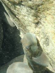 Sicyopterus japonicus