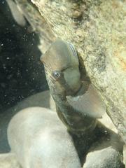 Sicyopterus japonicus