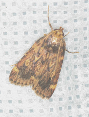 Aglossa