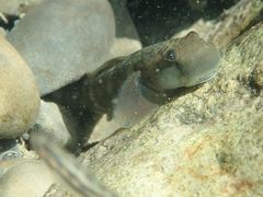 Sicyopterus japonicus