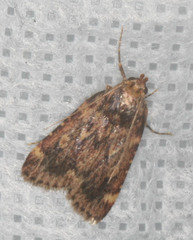 Aglossa
