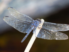 Dythemis nigrescens