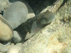 Sicyopterus japonicus