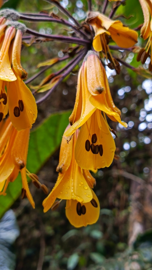 Bomarea lutea