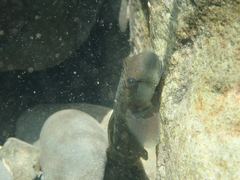 Sicyopterus japonicus