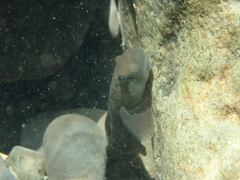 Sicyopterus japonicus