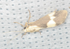Cisthene faustinula