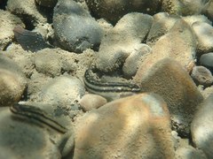 Sicyopterus japonicus