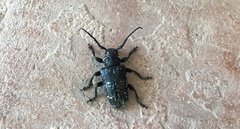 Acanthoderes funeraria