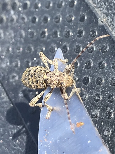 Thorn-tailed Longhorn Beetle photo 5