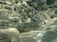 Sicyopterus japonicus