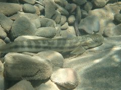 Sicyopterus japonicus