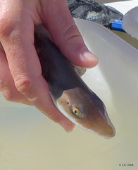 Mustelus henlei