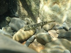 Sicyopterus japonicus