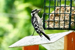 Dryobates pubescens pubescens