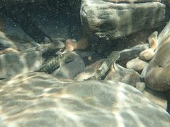 Sicyopterus japonicus