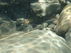 Sicyopterus japonicus